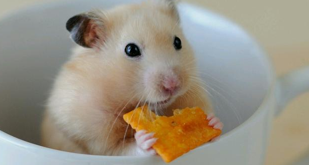 养宠知识：仓鼠伪冬眠怎么救活？