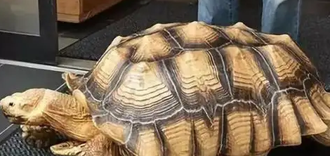 苏卡达拉稀怎么办？这些方法可以帮助到各位铲屎官