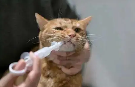 小猫什么时候可以做驱虫？这里有答案