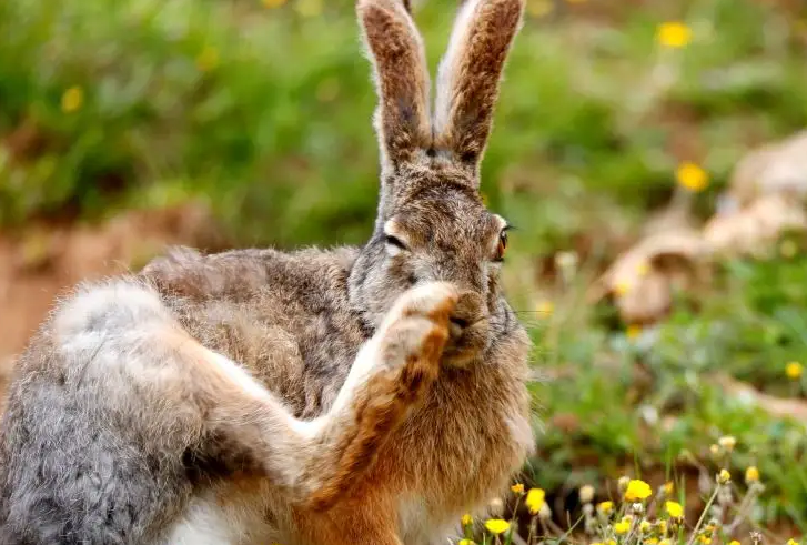 大麦丁兔饲养方法，这几点一定要注意