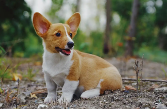 一篇文章告诉你，定期给狗狗修剪趾的重要性！