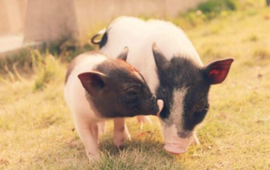 想养好香猪，它的喂养方法你一定要知道