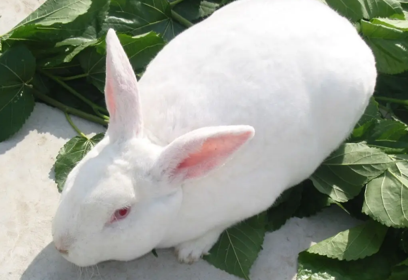 哈白兔和新西兰兔区别，过来瞧瞧吧