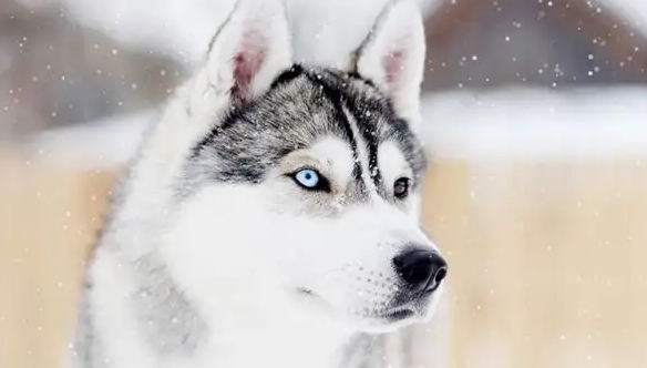 如何帮哈士奇修剪毛发？铲屎官可以掌握一下