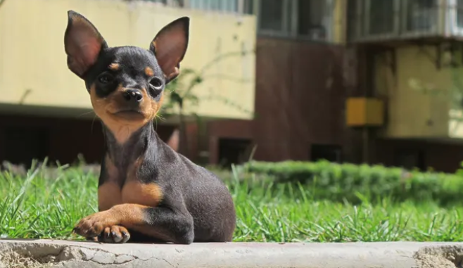 温柔可爱的小鹿犬,寿命一般是多少年? 温柔可爱的小鹿犬,寿命一般是多少年?