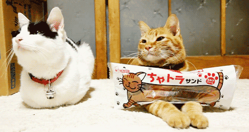 新养小猫不吃猫粮怎么办？到家后要注意什么