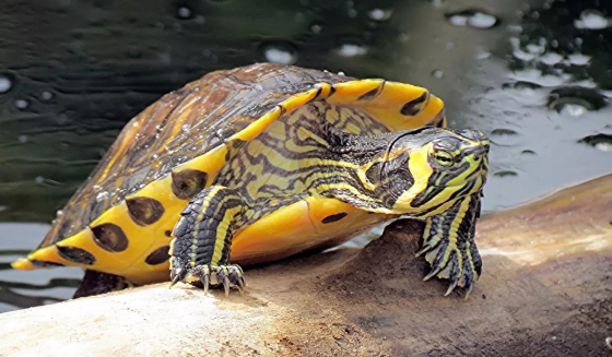 好奇黄腹滑龟能活多久？这里有答案