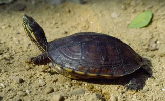 淡水碳龟雌雄怎么辨别？方法如下！