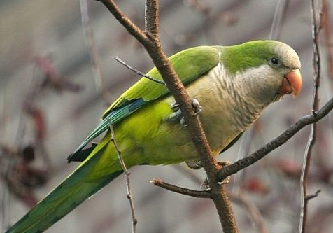 和尚鹦鹉掉毛吗？早知道早补救