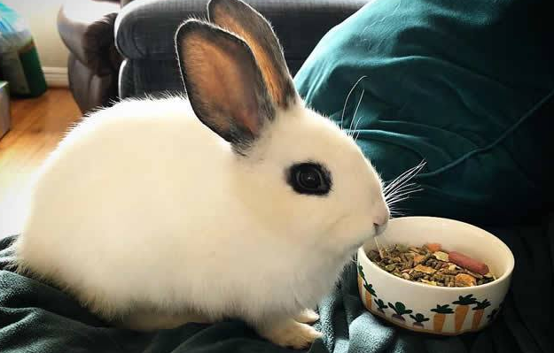 海棠兔竟然有这些缺点！令人意外啊！