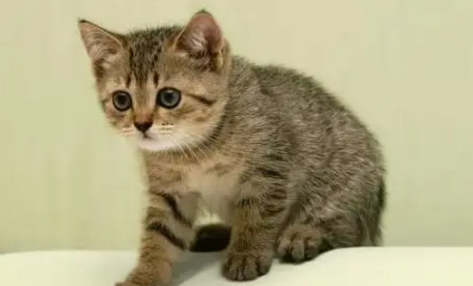 猫咪猫粮如何更换？来了解下吧