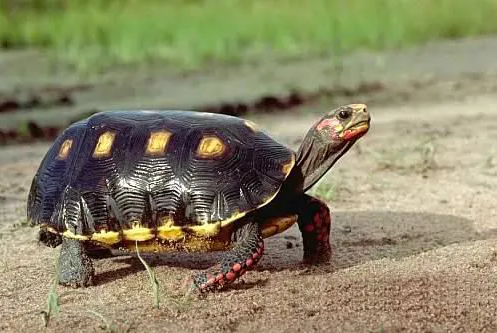 听说“小迷糊蛋”樱桃红腿陆龟不认识主人？我真的会谢！