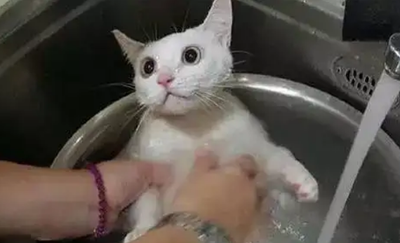 猫身上为什么会长跳蚤？一般有这几种原因