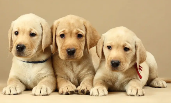 拉布拉多会认第二个主人吗，不了解的小伙伴快来看看~