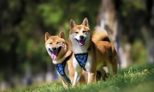 柴犬和秋田犬哪个更加忠诚？看看吧