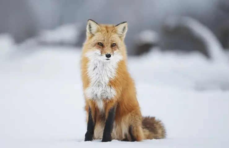 赤狐-044体型如何？看本文如何描述的