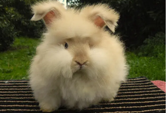 英国安哥拉兔多少钱一只？一起来看看吧