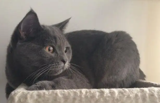 矮脚蓝猫和普通蓝猫有啥区别呢，一起来看看吧~