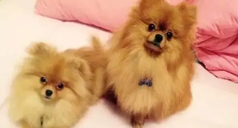 博美多少钱一只？你买贵了没