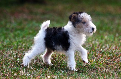 关于刚毛猎狐梗特点,这里介绍的很详细! 关于刚毛猎狐梗特点,这里介绍的很详细!