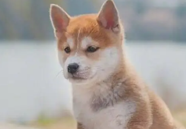 养宠科普：小狗喝水吐水怎么回事？