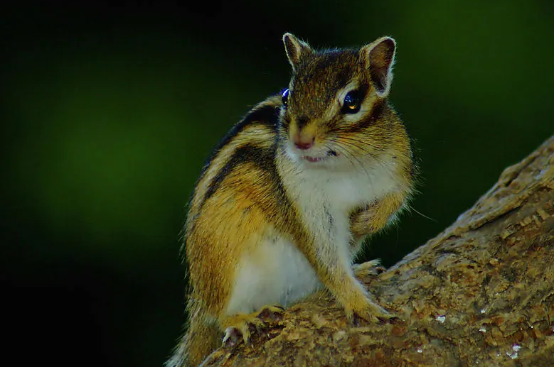 金花鼠的饲养方法，赶快学起来