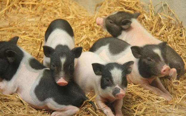 香猪如何饲养？以下几点需要注意～