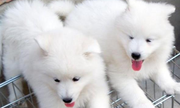 如何给萨摩耶洗澡?来这学习一下 如何给萨摩耶洗澡?来这学习一下