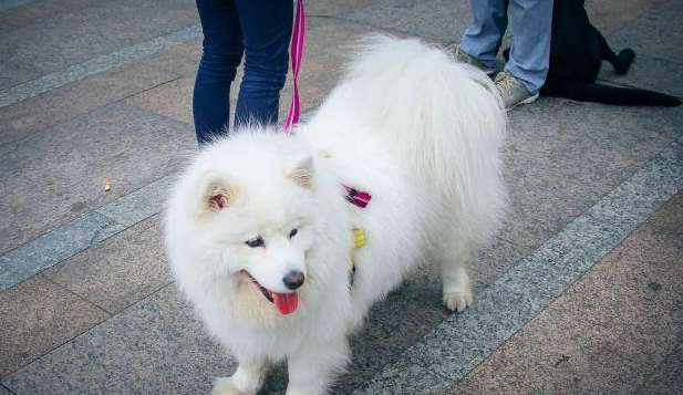 盖夫×爱宠游，携宠泛舟九龙湖！