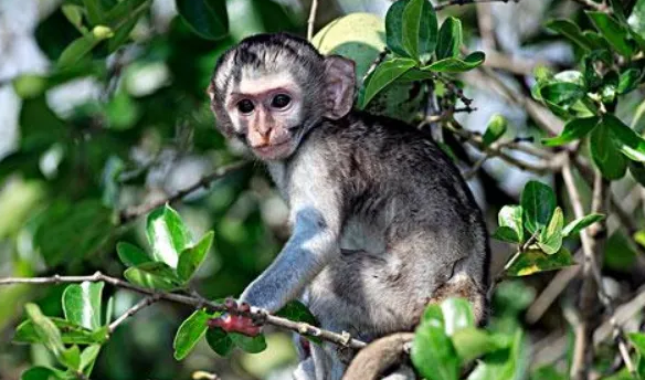 科普向丨一文揭开赤腹长尾猴的神秘面纱