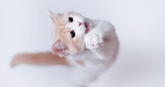 公猫一年发几回情？铲屎官需要注意一下