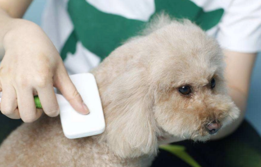 宠物狗正确梳毛的方法有哪些，你知道吗？