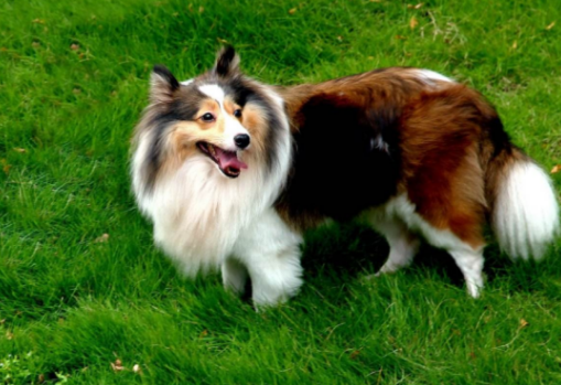 苏格兰牧羊犬能陪伴主人多久，你可知道？