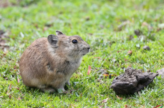 藏鼠兔价格贵吗？来这了解一下