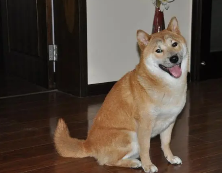 豆柴和柴犬的区别有哪些？分别有以下几点