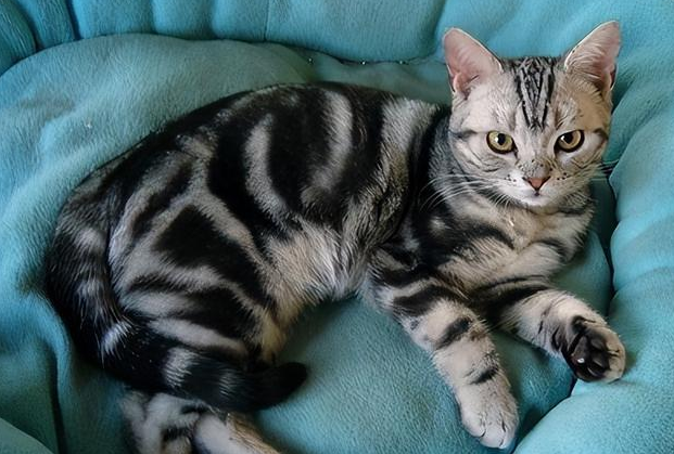 美短猫和英短猫的区别？养猫新手快进来看看！