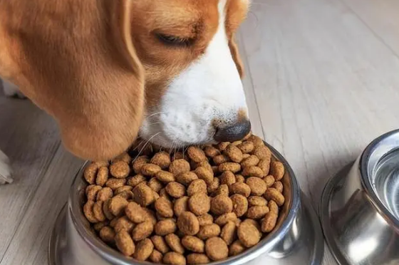 养狗知识:扒一扒狗要吃狗粮的原因 养狗知识:扒一扒狗要吃狗粮的原因