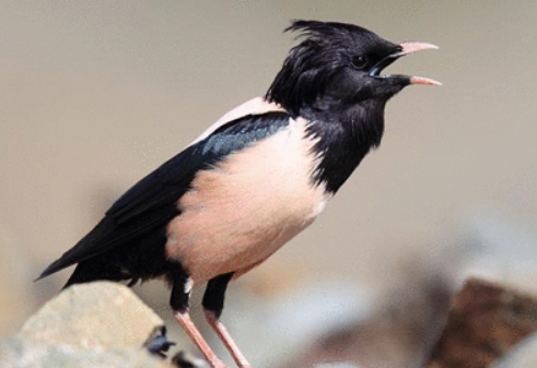 椋鸟的寿命有多长？不清楚的快来看看！