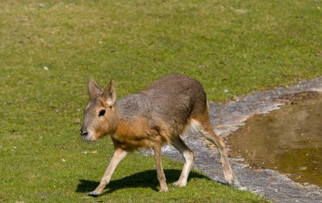 巴塔哥尼亚豚鼠生病了怎么办？码住这篇就够啦~
