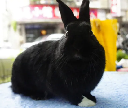 哈瓦那兔能长多大？不清楚的快来看！