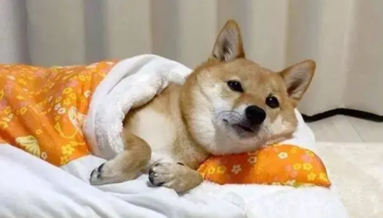 狗一直咳嗽，跟卡住一样吐白沫一样是怎么了？