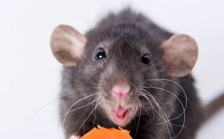 花枝鼠一天陪多久不会抑郁？主人一定要知道