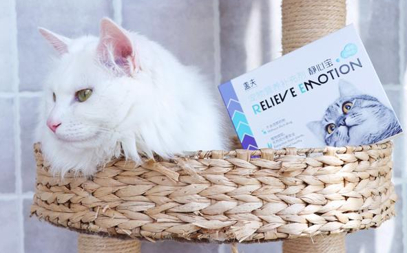 猫咪应激反应失控，盖夫静心宝从预防着手 