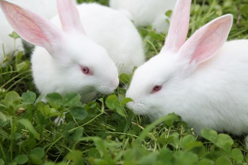 想要饲养新西兰兔？先来了解下新西兰兔的性格吧