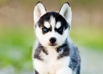 二哈有攻击性吗？不清楚的快来看看！