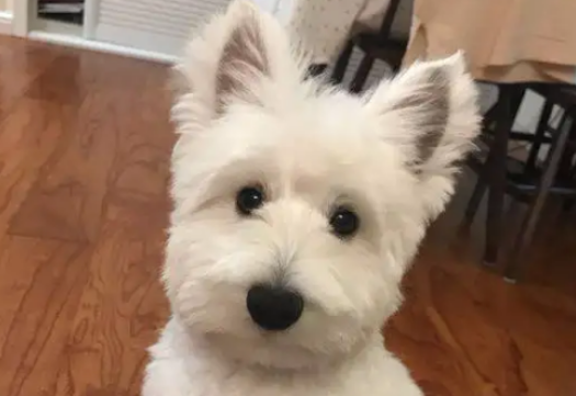 西高地和雪纳瑞长的很像？其实也是有区别的~