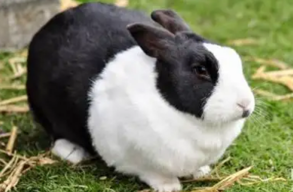 我们俗称的熊猫兔，到底是什么品种的兔子？