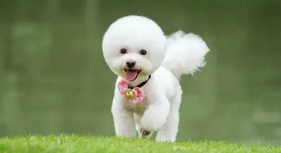 比熊犬养多久才认主人，铲屎官一定要知道