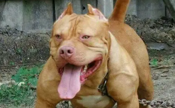 比特犬可以当宠物养吗?饲养要注意这些! 比特犬可以当宠物养吗?饲养要注意这些!