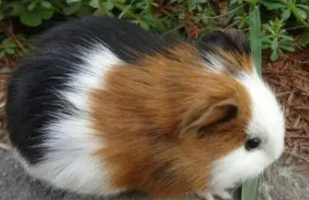 一文带你了解褐色刺毛天竺鼠如何饲养？